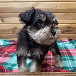 Miniature Schnauzer Puppy Prada