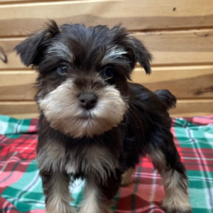 Miniature Schnauzer Puppy Prada