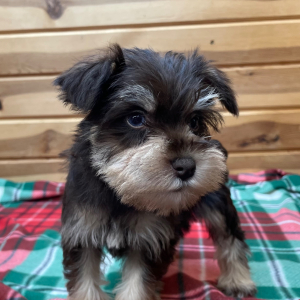 Miniature Schnauzer Puppy Prada