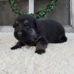 German Shepherd Dog Puppy Zippy