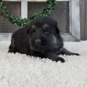 German Shepherd Dog Puppy Zippy