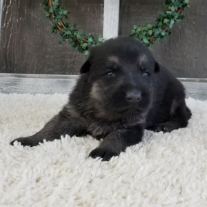 German Shepherd Dog Puppy Zippy