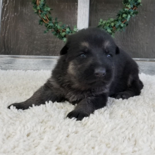 German Shepherd Dog Puppy Zippy