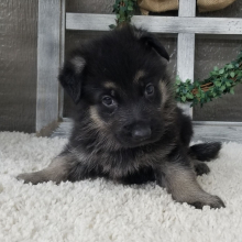 German Shepherd Dog Puppy Zippy