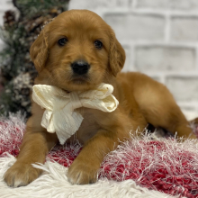 Goldendoodle Puppy Nevada