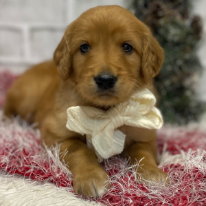 Goldendoodle Puppy Nevada