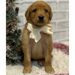 Goldendoodle Puppy Nevada