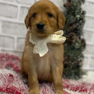 Goldendoodle Puppy Nevada