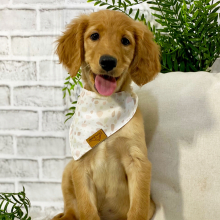 Goldendoodle Puppy Nevada