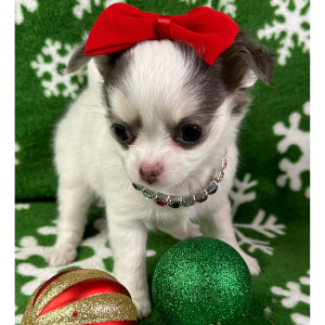 Chihuahua Puppy Bambi