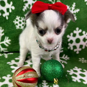 Chihuahua Puppy Bambi