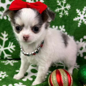 Chihuahua Puppy Bambi