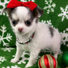 Chihuahua Puppy Bambi