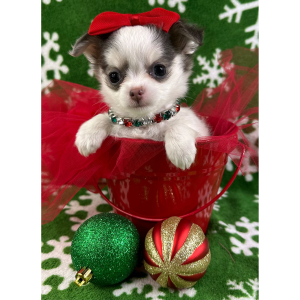 Chihuahua Puppy Bambi