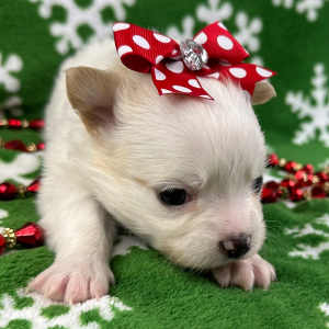 Chihuahua Puppy Piper