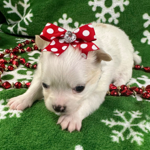 Chihuahua Puppy Piper