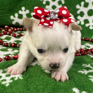 Chihuahua Puppy Piper