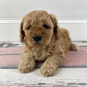 Goldendoodle Puppy Piper