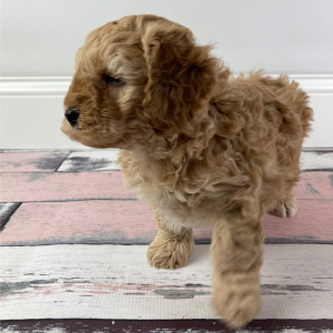 Goldendoodle Puppy Piper