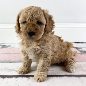 Goldendoodle Puppy Piper