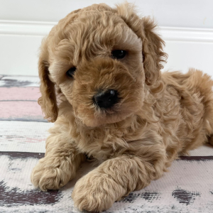 Goldendoodle Puppy Piper