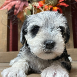 Miniature Schnauzer Puppy Checkers