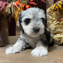 Miniature Schnauzer Puppy Checkers