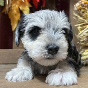 Miniature Schnauzer Puppy Checkers