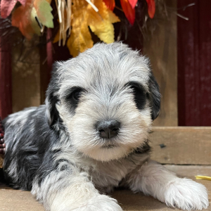 Miniature Schnauzer Puppy Checkers