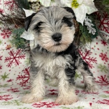 Miniature Schnauzer Puppy Checkers