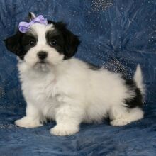 Havanese Puppy Brooklyn