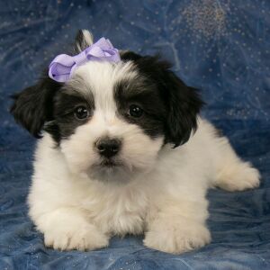 Havanese Puppy Brooklyn