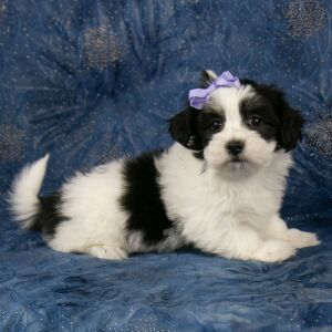 Havanese Puppy Brooklyn