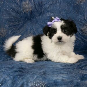 Havanese Puppy Brooklyn