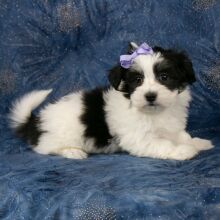 Havanese Puppy Brooklyn