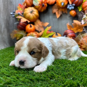 Cavalier King Charles Spaniel Puppy Otto