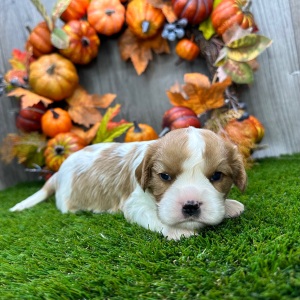Cavalier King Charles Spaniel Puppy Otto