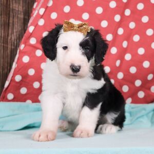 Sheepadoodle Puppy Anna