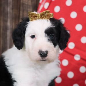 Sheepadoodle Puppy Anna