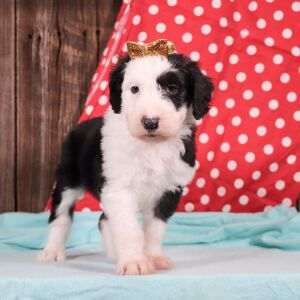 Sheepadoodle Puppy Anna
