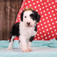 Sheepadoodle Puppy Anna