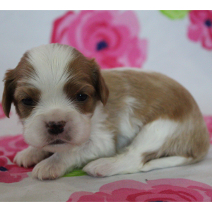 Cavalier King Charles Spaniel Puppy Belinda