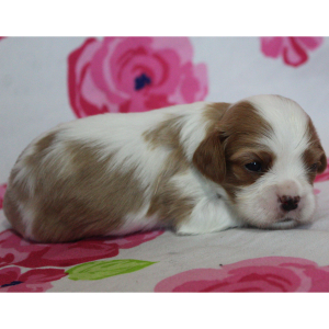 Cavalier King Charles Spaniel Puppy Belinda