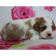 Cavalier King Charles Spaniel Puppy Belinda