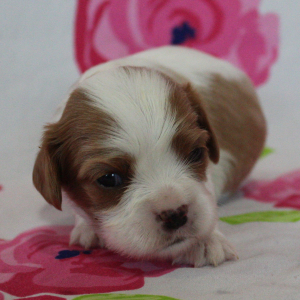Cavalier King Charles Spaniel Puppy Belinda