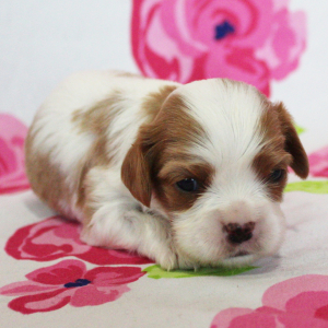 Cavalier King Charles Spaniel Puppy Belinda