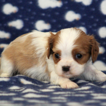 Cavalier King Charles Spaniel Puppy Belinda
