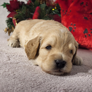 Goldendoodle Puppy Dax