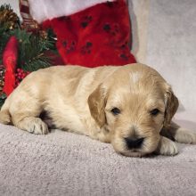 Goldendoodle Puppy Dax