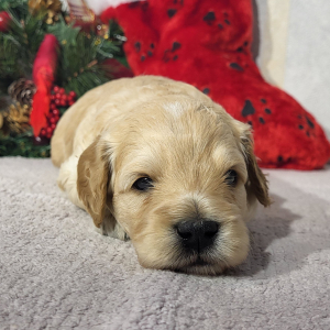 Goldendoodle Puppy Dax
